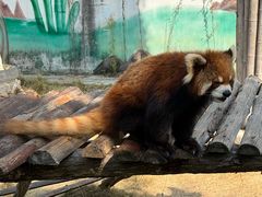 -泉州海丝野生动物世界