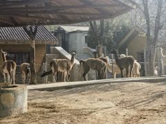 -石家庄市动物园