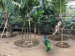 -呀路古热带植物园