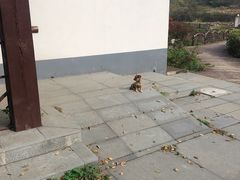 -石塘人家