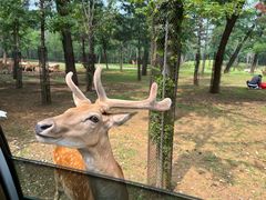 -秦皇岛野生动物园