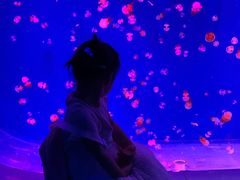 -芜湖新华联大白鲸海洋公园