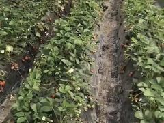 -喜杨洋草莓采摘园