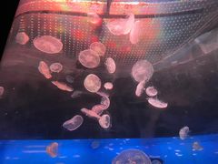 -江和美海洋公园