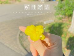 -顾村公园