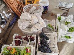 -马陆小张葡萄园农家乐