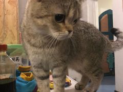 -猫色咖啡·猫咖