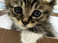 -中农国际动物医院24小时·猫科·骨科·急重症中心