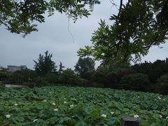-嘉定紫藤园