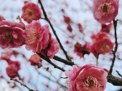 -上海辰山植物园