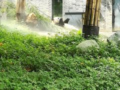 -都江堰中华大熊猫苑
