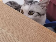 -瑞派长江宠物医院·猫科·外科·24小时夜护(谊城公寓分院)