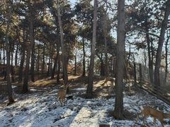 -沈阳森林动物园
