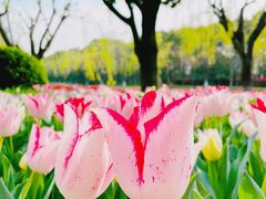 -上海鲜花港