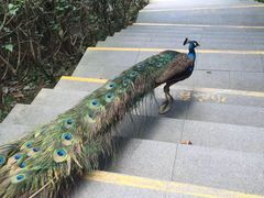 -东部华侨城
