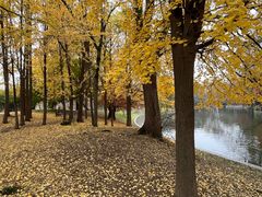 -上海共青森林公园