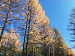 -塞罕坝国家级自然保护区