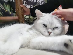 -平行世界·猫咖(首经贸店)