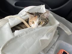 -乖乖宠物医院·猫科·急重症中心(车站北路分院)