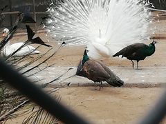 -森林公园(尖草坪区)