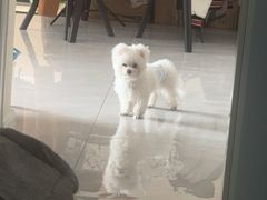 -佑安动物医院·全科·内窥镜中心(幸福巷店)