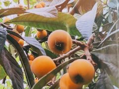 -正宗火盆自助烧烤·烤全羊·柴火鸡(龙泉山店)