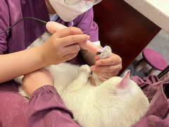 -宠爱国际动物医院· 猫科· 外科·中兽医(长白店)