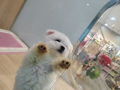 -BABIT巴比特宠物(MOMOPARK店)