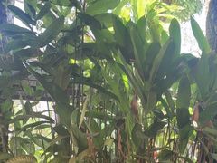 -热带雨林自然公园