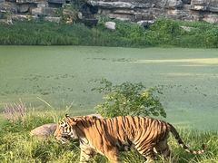 -上海野生动物园