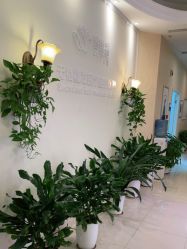 点击看大图 -碧莲盛·不剃发植发