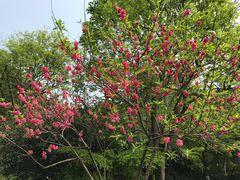 -西湖外事游船(花港观鱼码头)