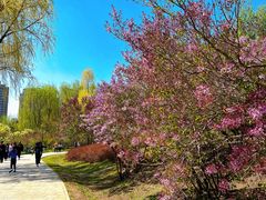 -群力丁香公园