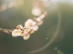 -蜀冈西峰生态公园