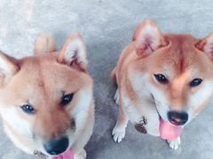 -柴犬高等学院·狗咖·柴犬售卖·宠物训练