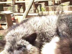 -宫城藏王狐狸村