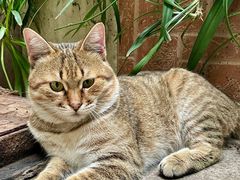 -海关荤豆花(洋河一路店)