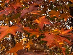 -白草畔自然风景区