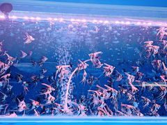 -华声天桥民俗文化园