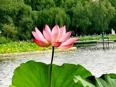 -莲花池公园