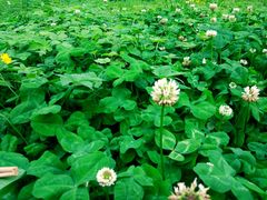 -桤木河湿地公园