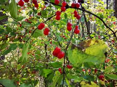 -塞罕坝国家级自然保护区