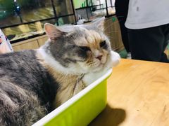-藦茜花园宠物主题亲子互动体验馆(国顺东路店)