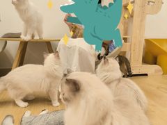 -有喵·猫咖·狗咖·30几只猫10只小狗(岗厦店)