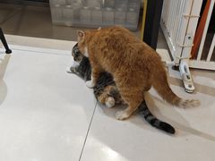 -平行世界·猫咖(首经贸店)