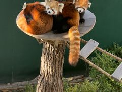 -大连森林动物园