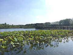 -溱湖国家湿地公园