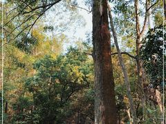 -南国桃园旅游度假区