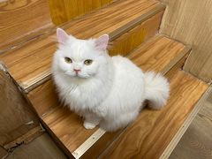 -MOCHA明星猫咖(田子坊店)