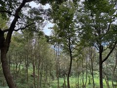 -广州市石门国家森林公园